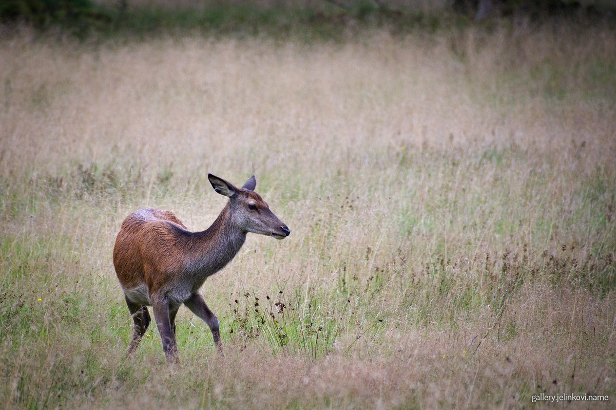 Red deer (Cervus elaphus)