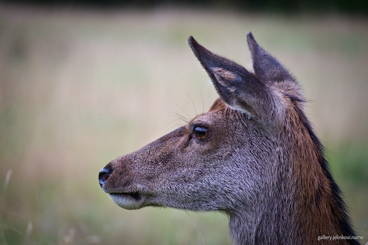 Red deer (Cervus elaphus)