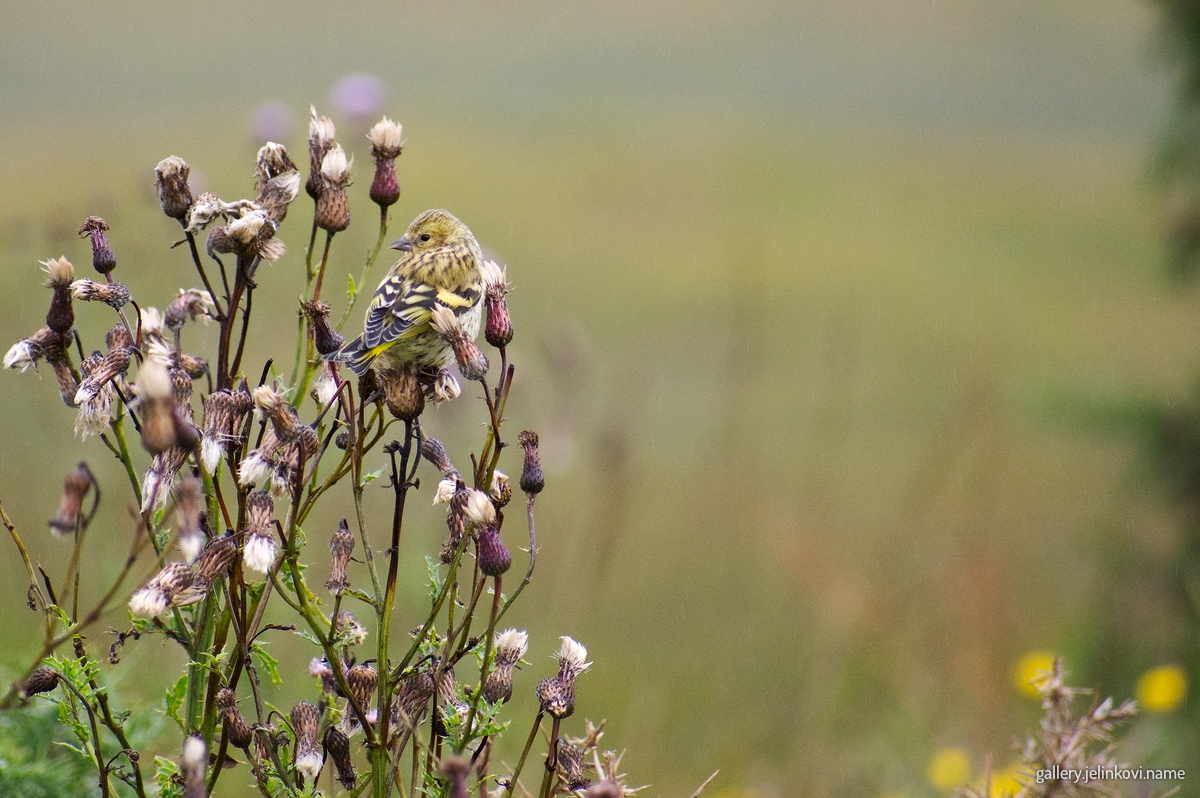 Yellowhammer
