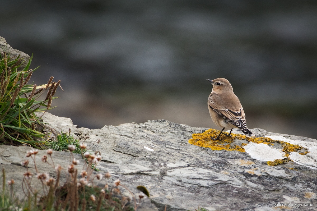 Wheatear - First-winter (Oenanthe oenanthe)