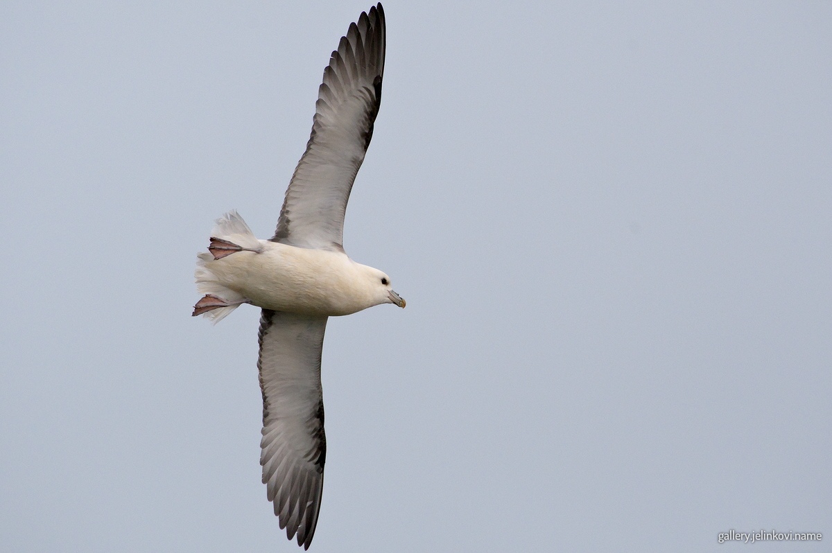 Herring gull (Larus argentatus)