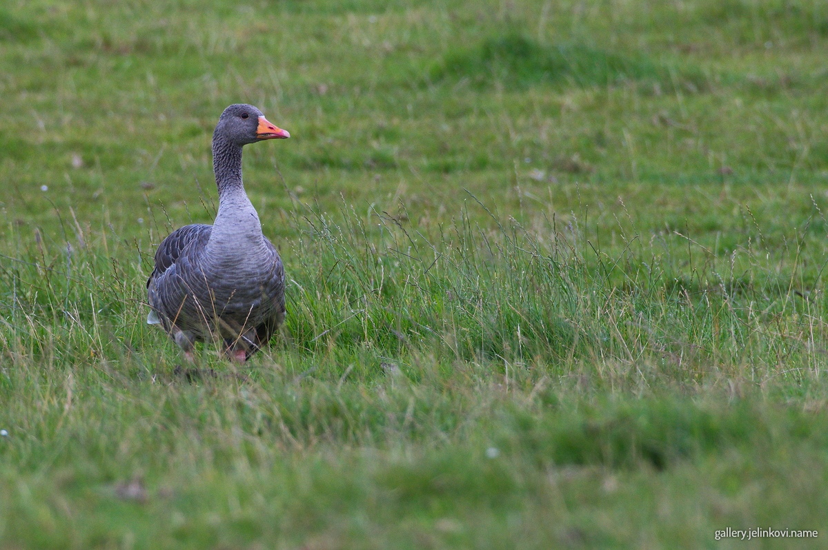 Greylag goose (Anser anser)