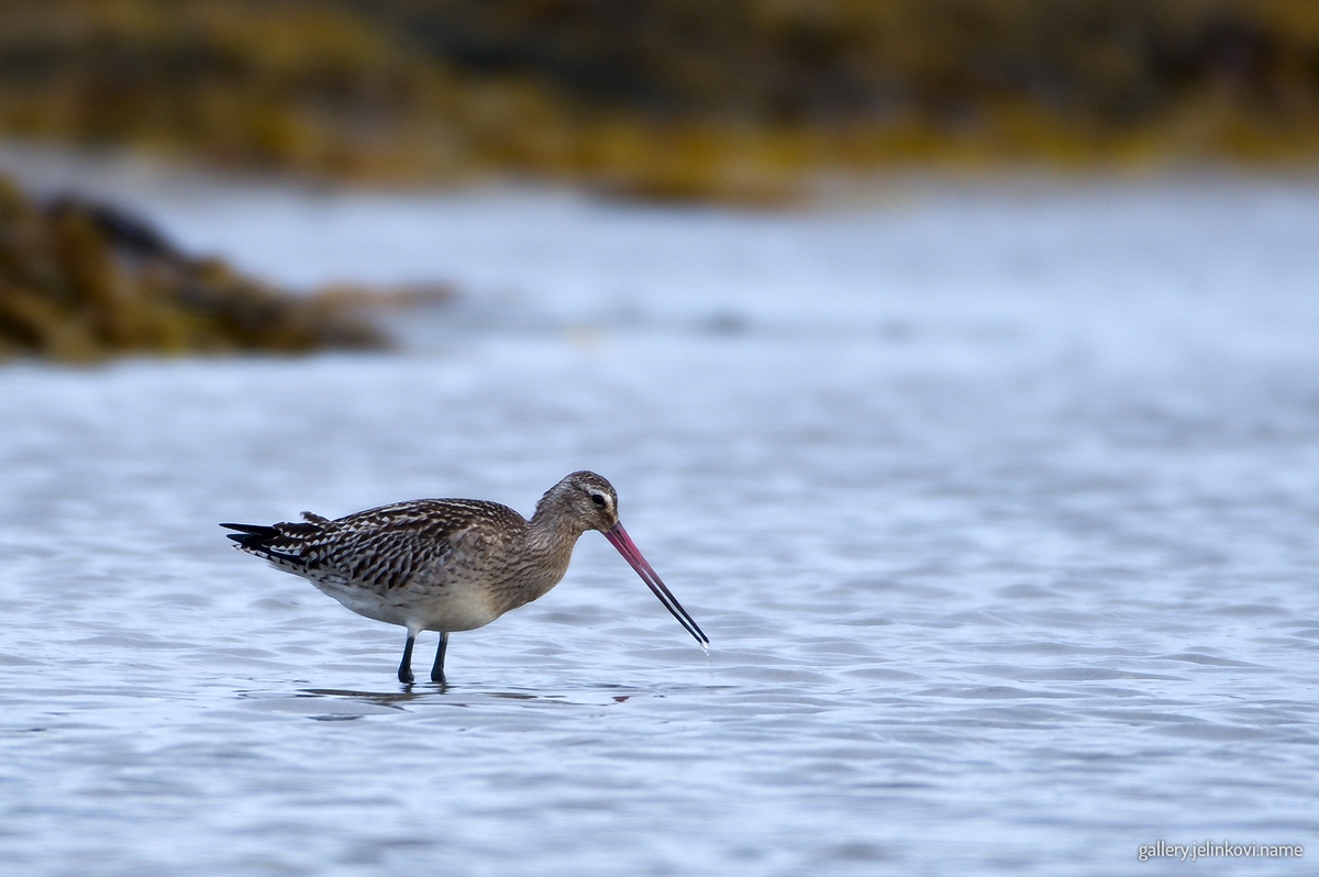 Bar-tailed godwit (Limosa lapponica)