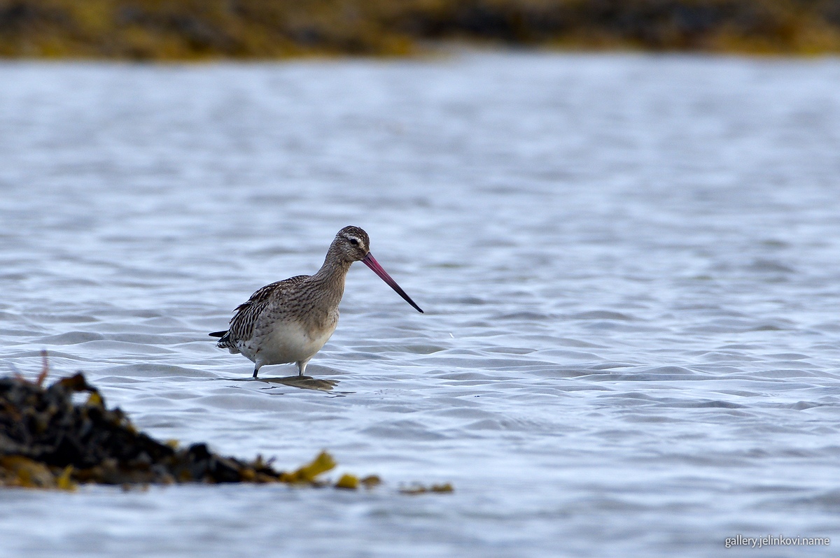 Bar-tailed godwit (Limosa lapponica)