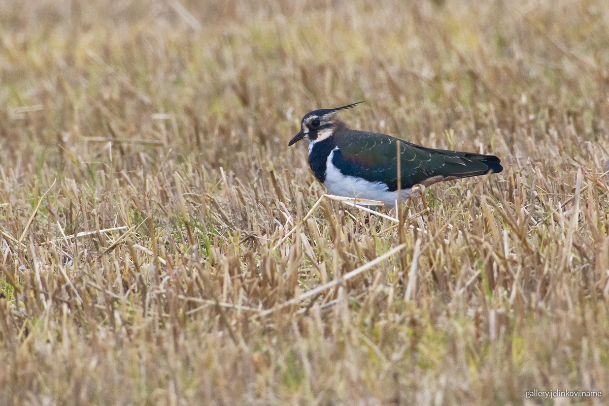 Lapwing (Vanellus vanellus)