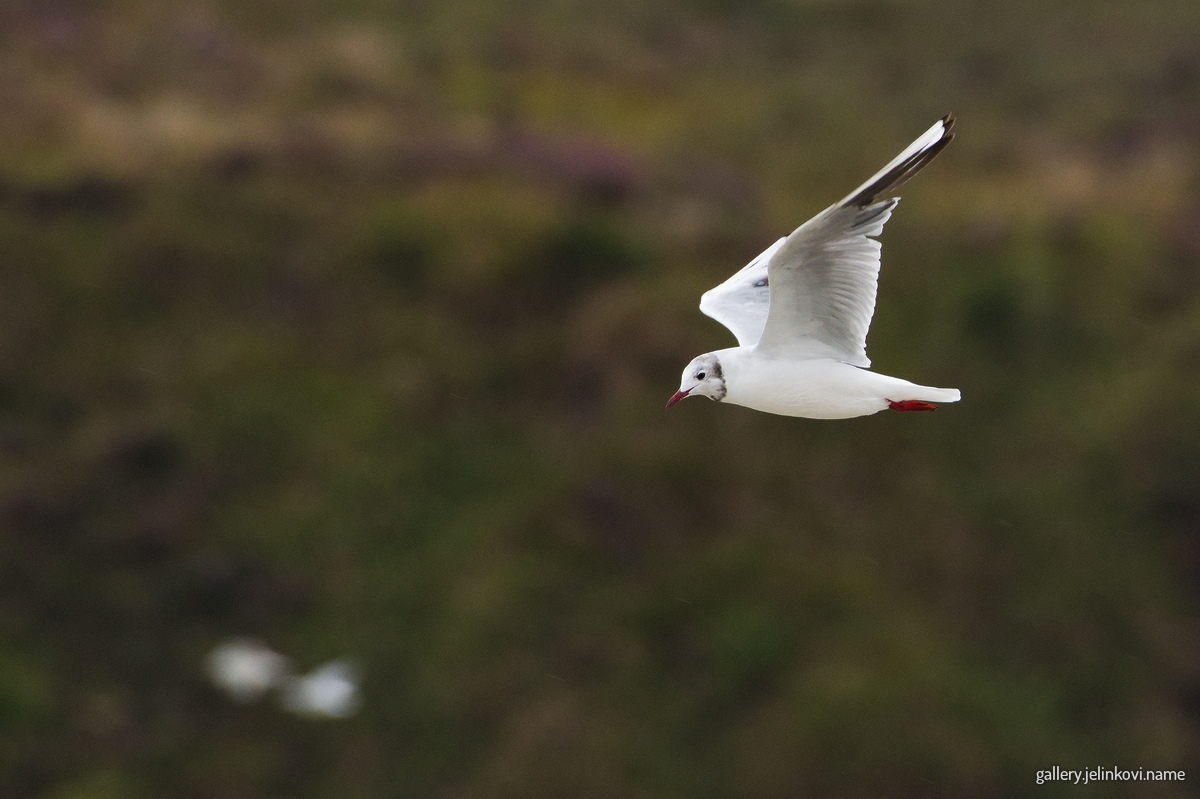 Black-headed gull (Chroicocephalus ridibundus)