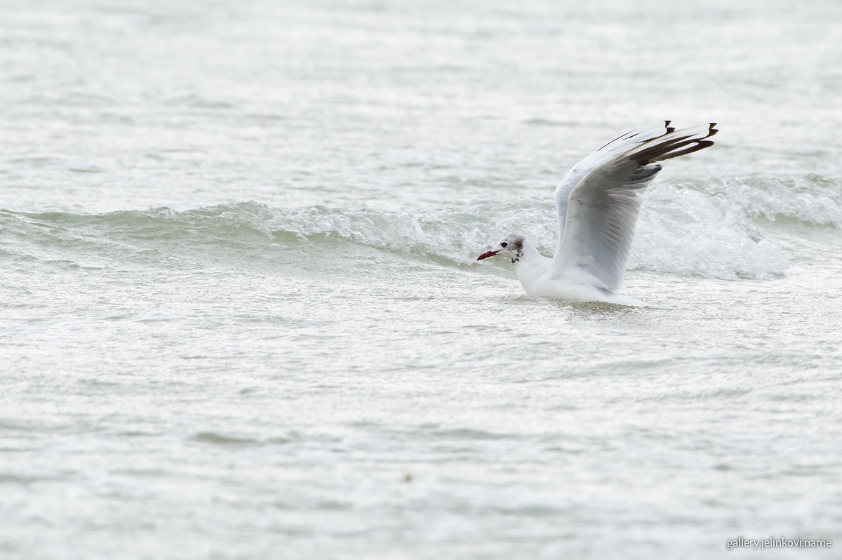 Black-headed gull (Chroicocephalus ridibundus)