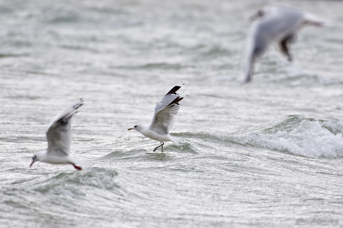 Common gull (Larus canus) walking on water