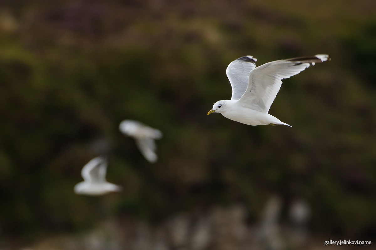 Common gull (Larus canus)