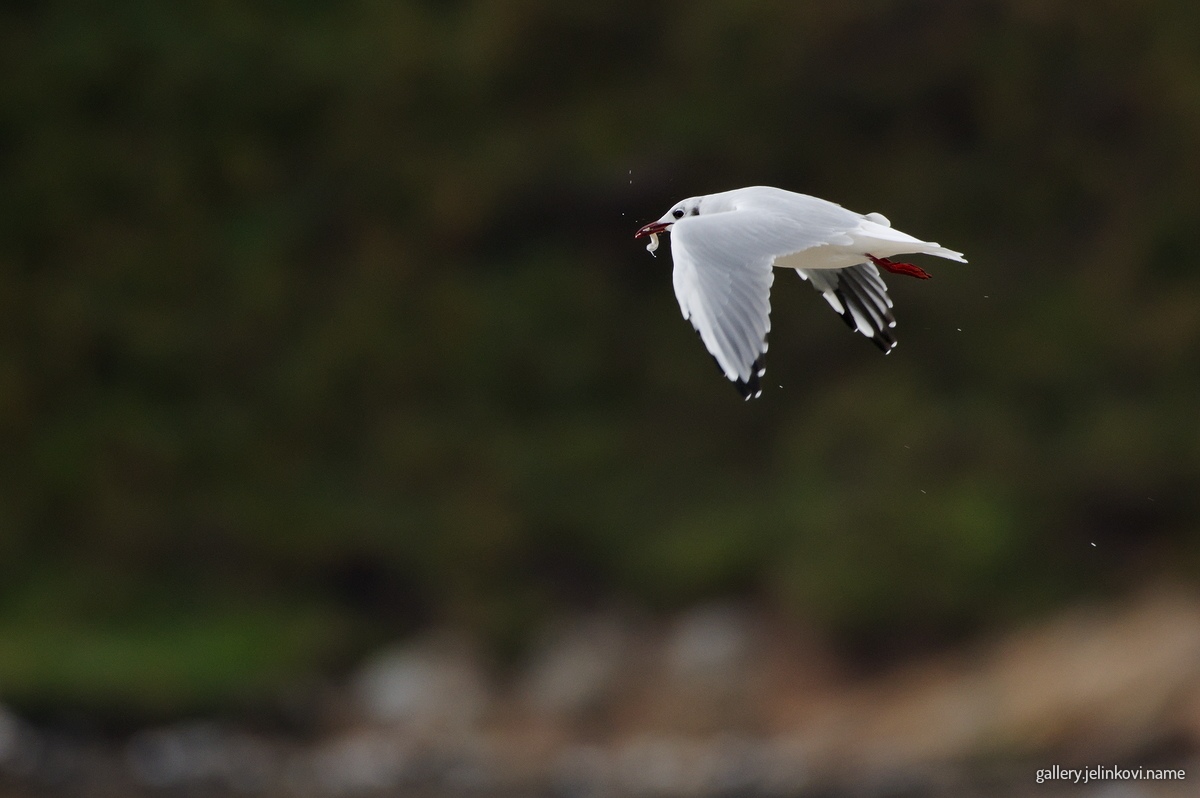 Black-headed gull (Chroicocephalus ridibundus) with dinner