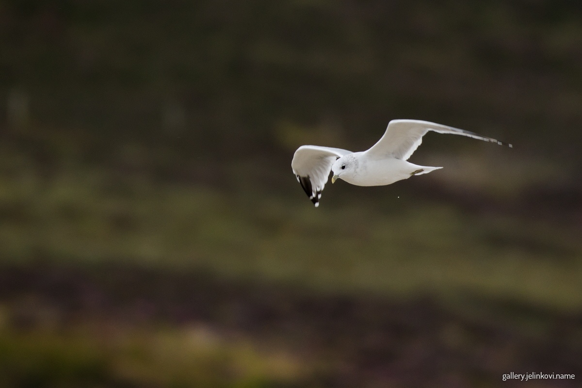 Common gull (Larus canus)