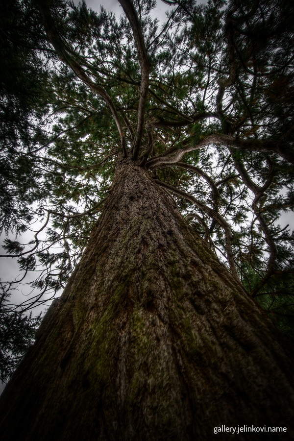 Dryburgh Abbey gardens