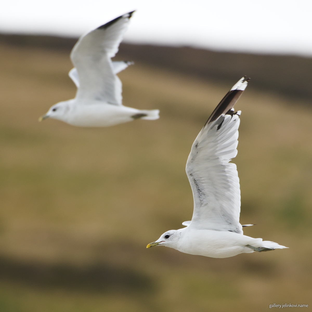 Common gulls (Larus canus)