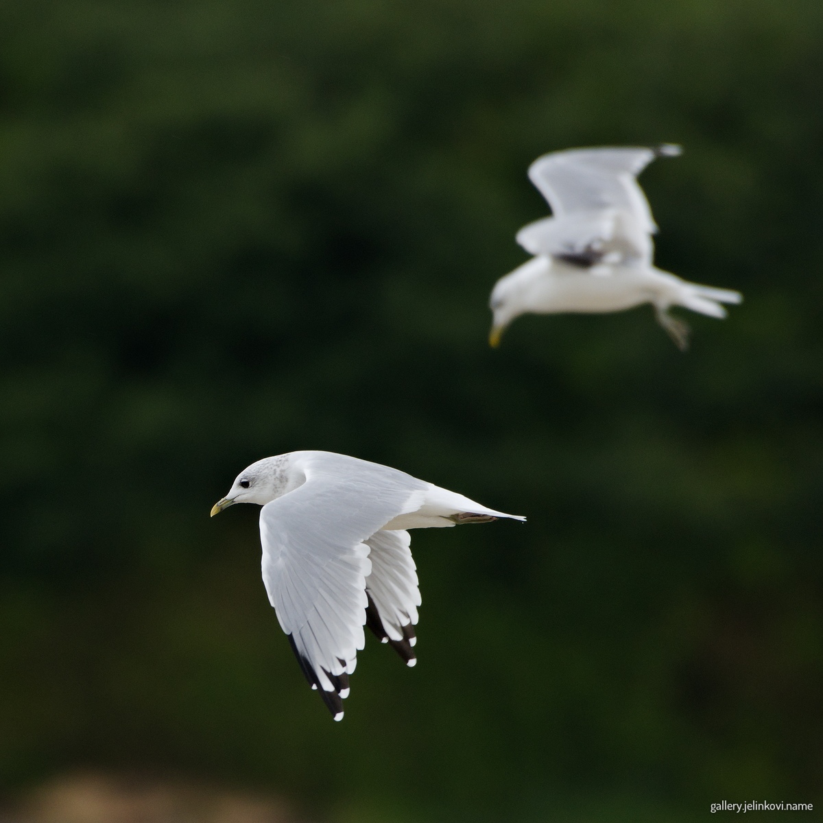 Common gulls (Larus canus)