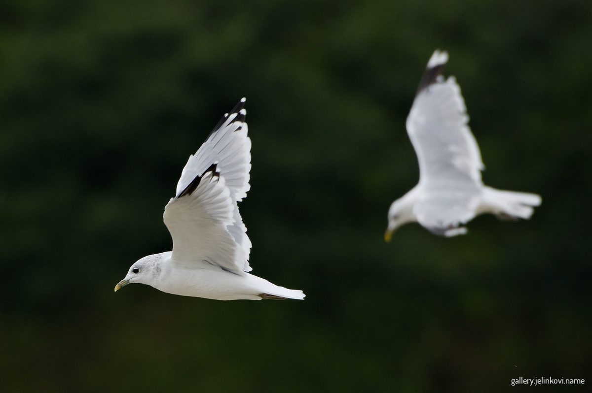 Common gulls (Larus canus)