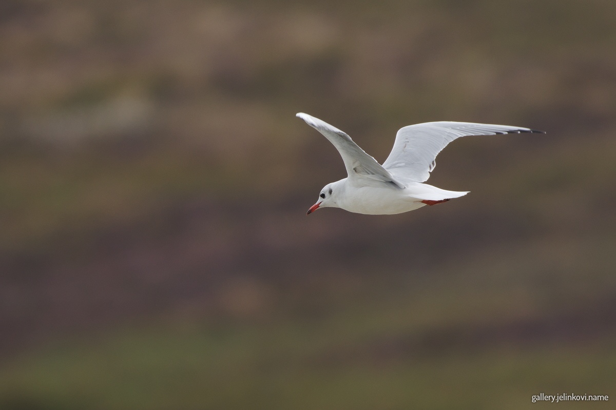 Black-headed gull (Chroicocephalus ridibundus)