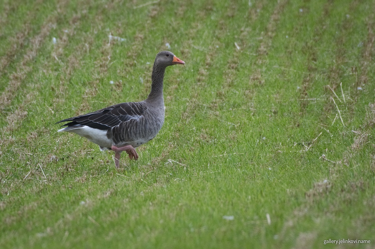 Greylag goose (Anser anser)