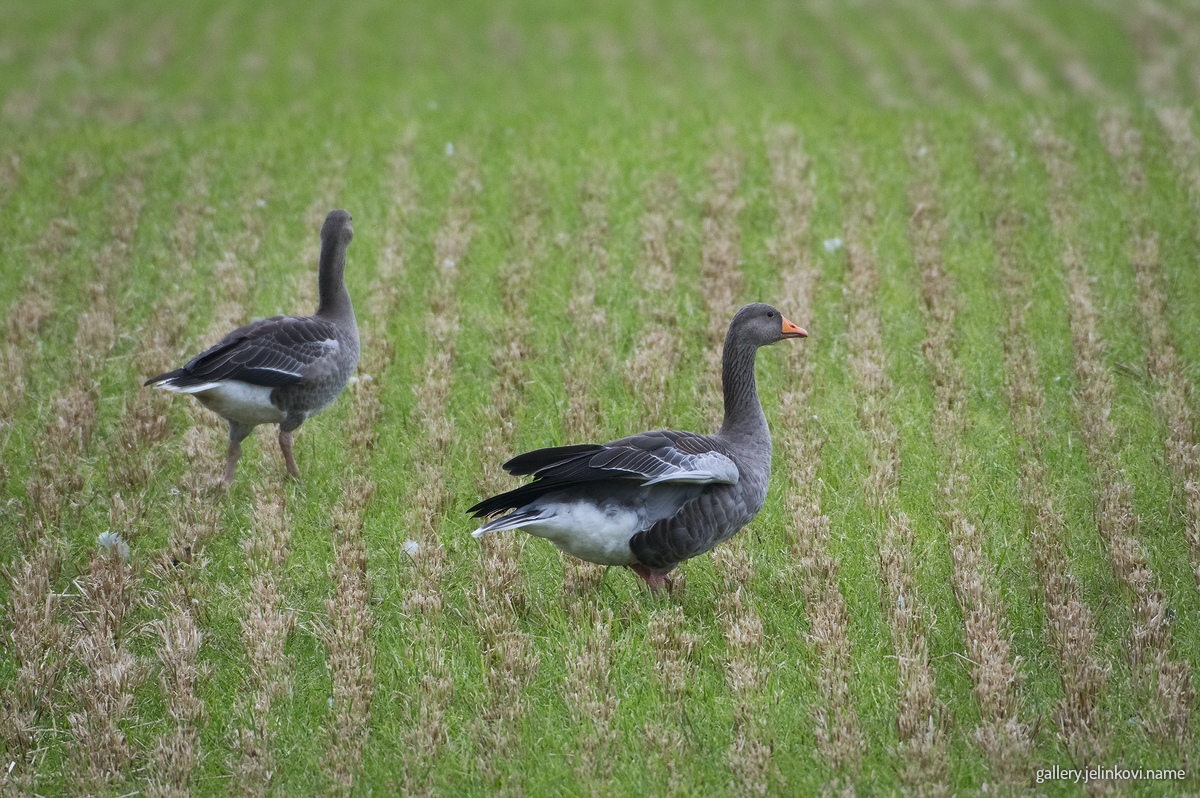 Greylag geese (Anser anser)