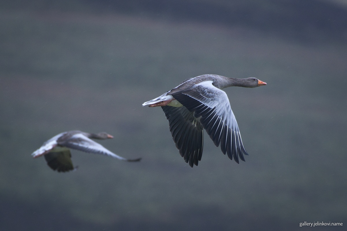 Greylag geese (Anser anser)