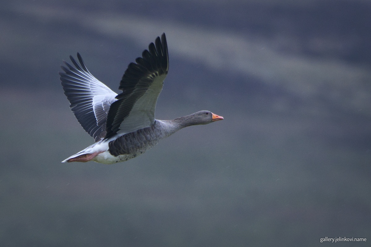 Greylag goose (Anser anser)