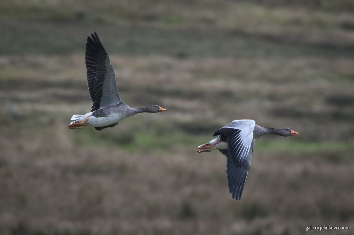Greylag geese (Anser anser)