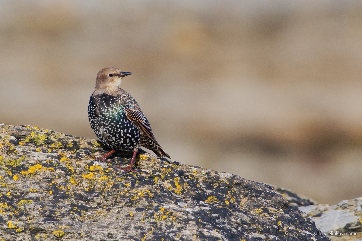 Starling (juvenile)