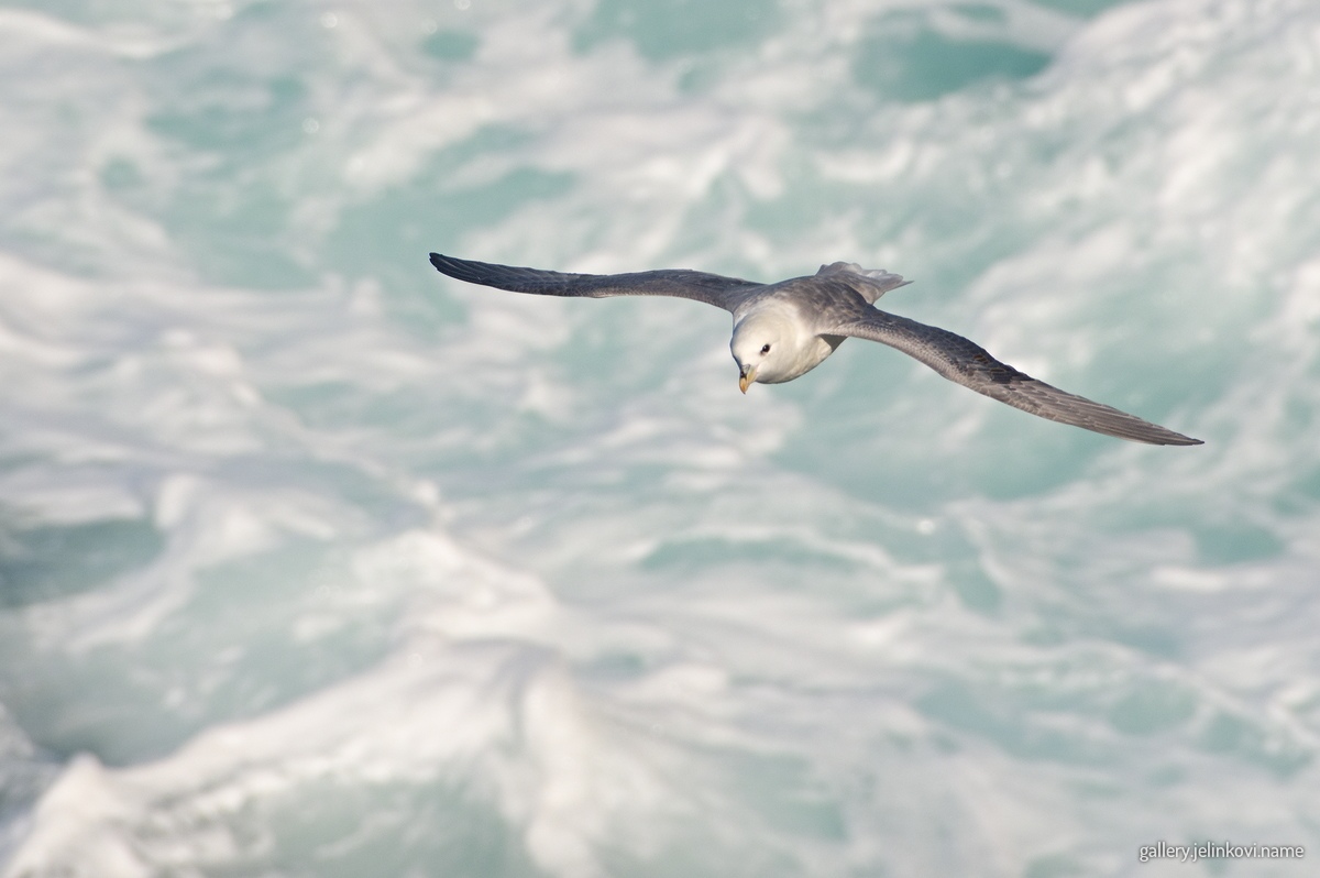 Northern fulmar