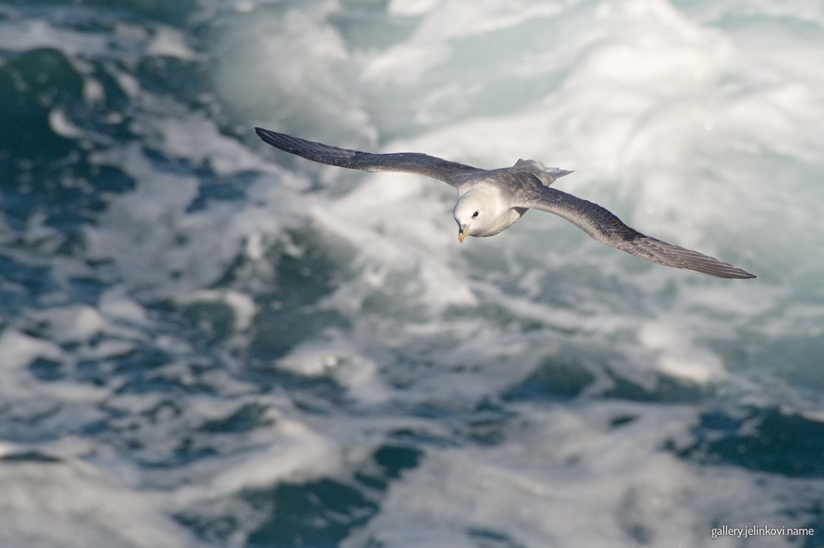 Northern fulmar
