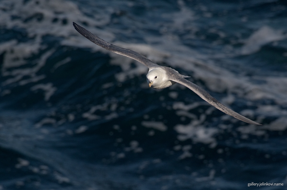 Northern fulmar