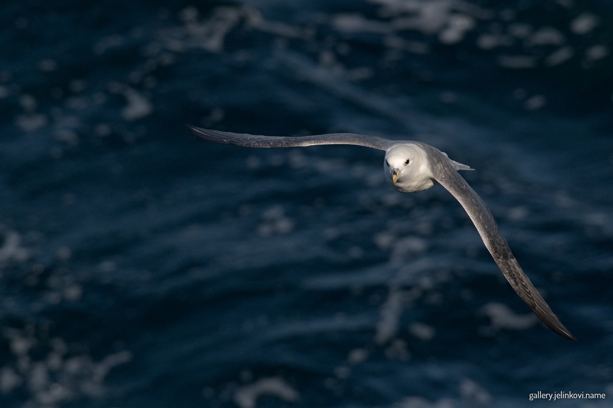 Northern fulmar