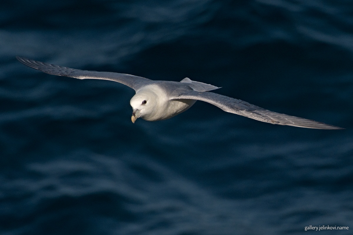 Northern fulmar