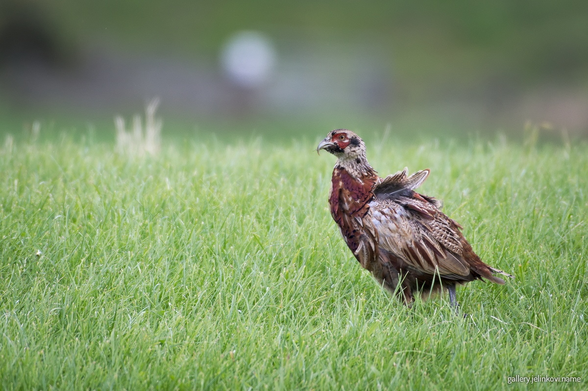 Pheasant (Phasianus colchicus)