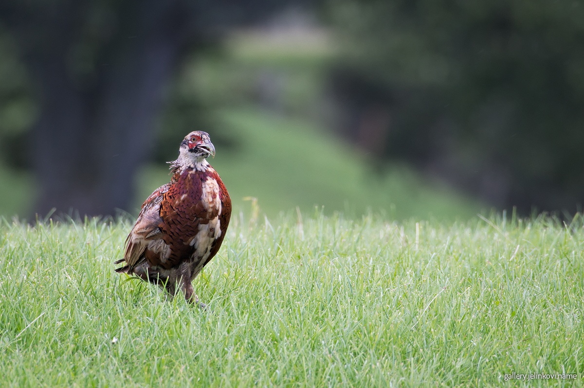Pheasant (Phasianus colchicus)