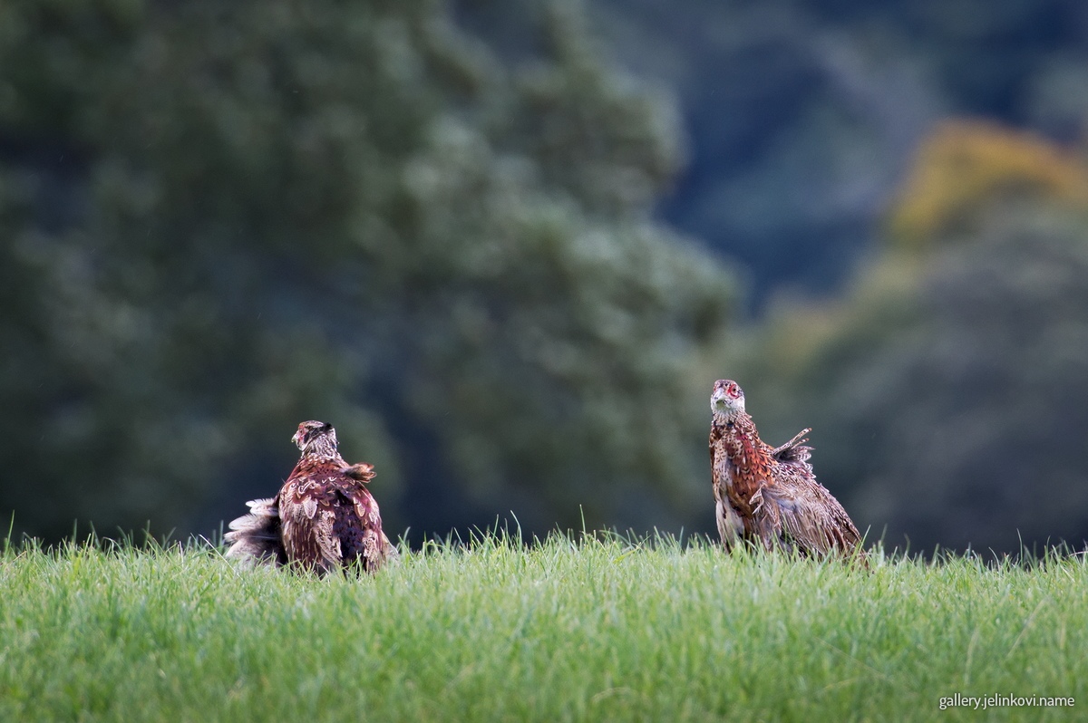 Pheasants (Phasianus colchicus)