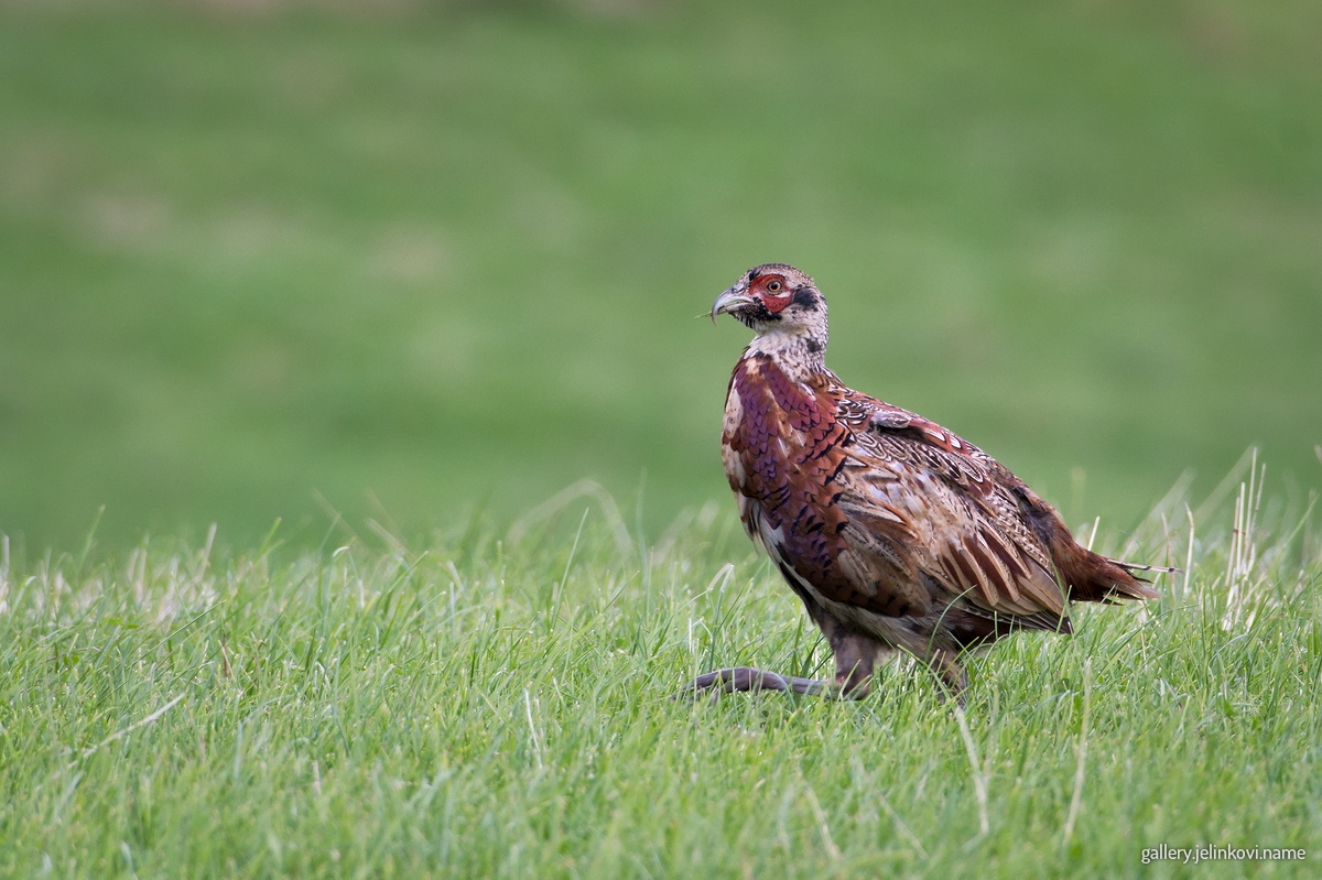 Pheasant (Phasianus colchicus)