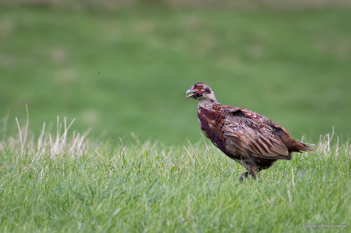 Pheasant (Phasianus colchicus)