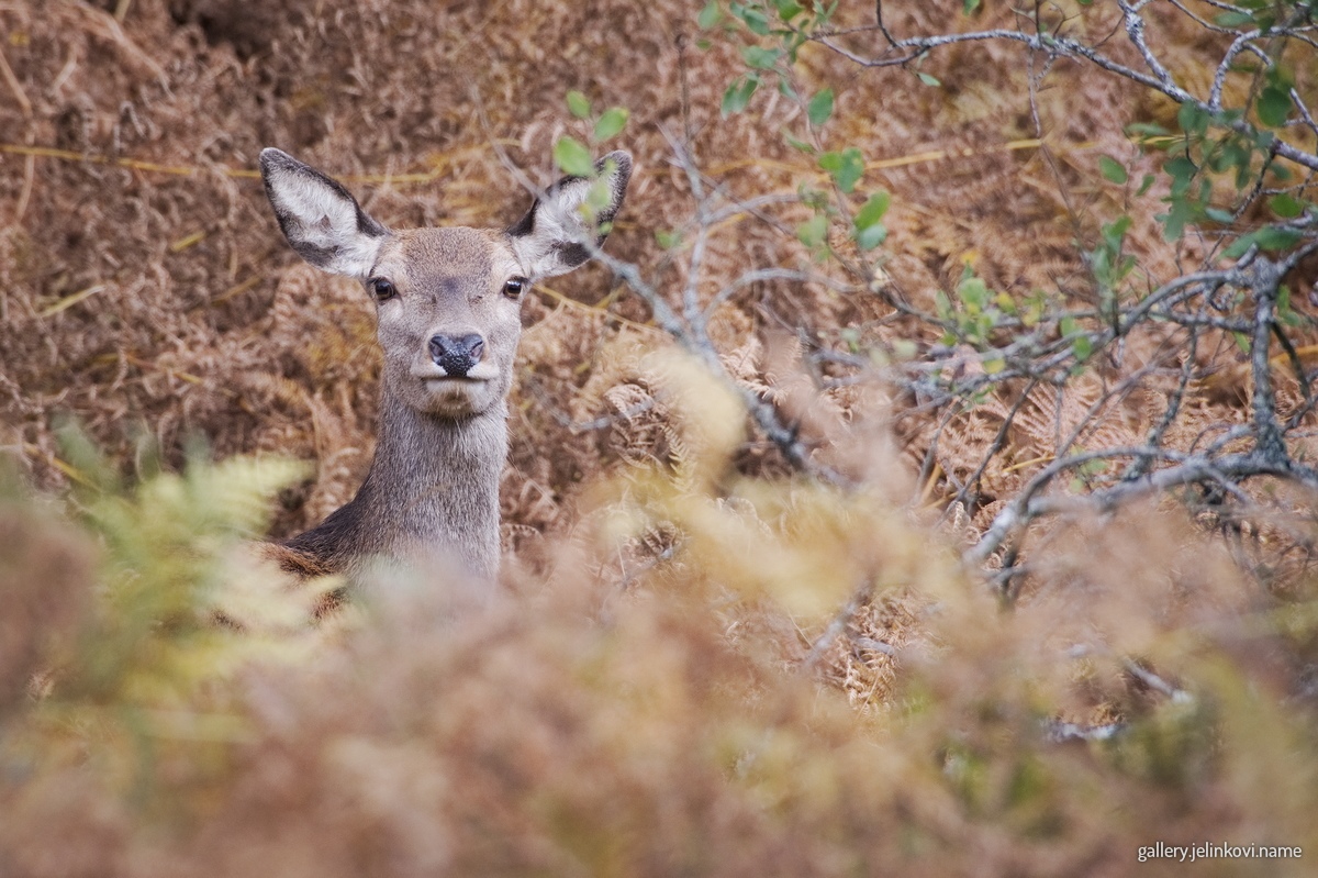 Red deer (Cervus elaphus)