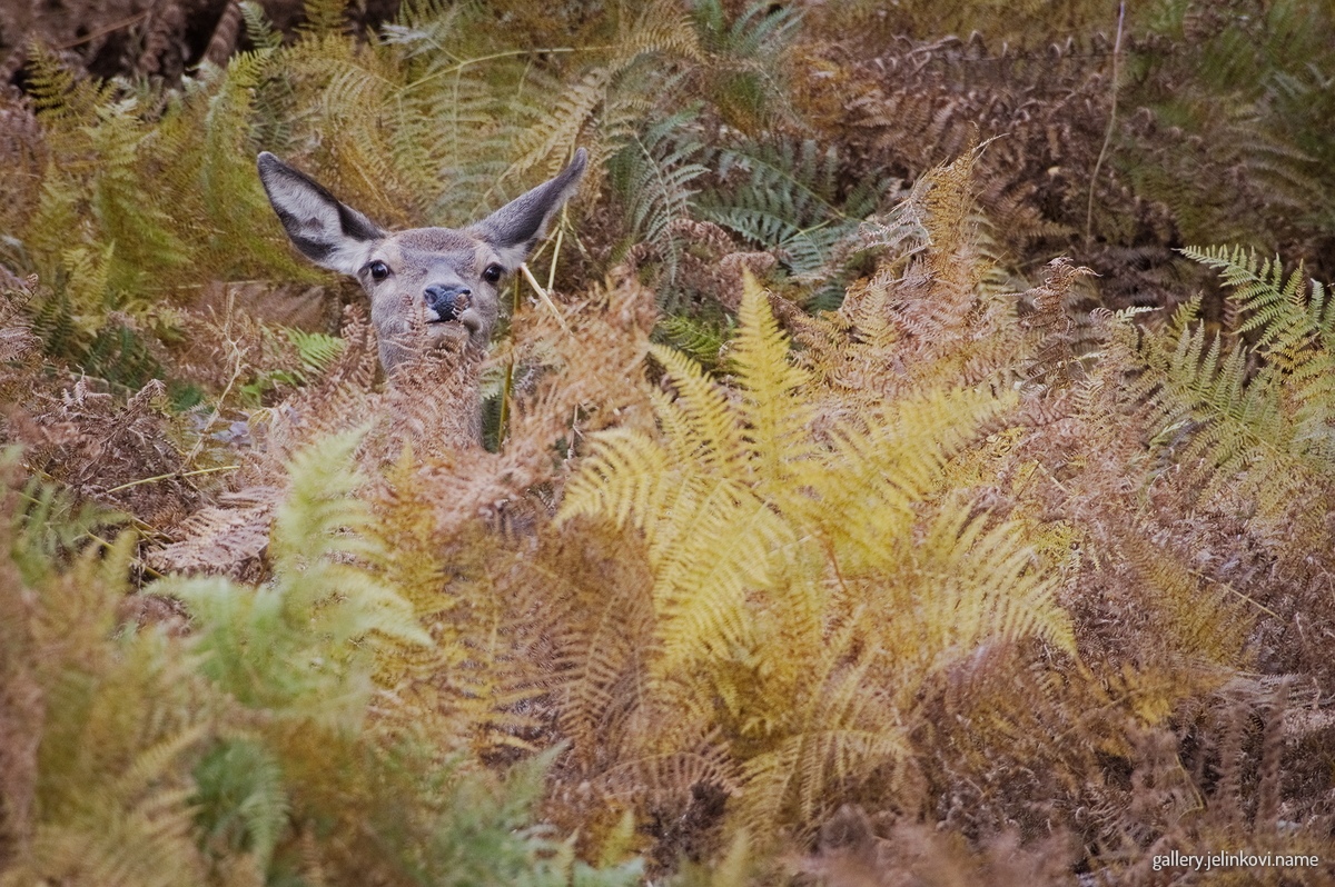 Red deer (Cervus elaphus)