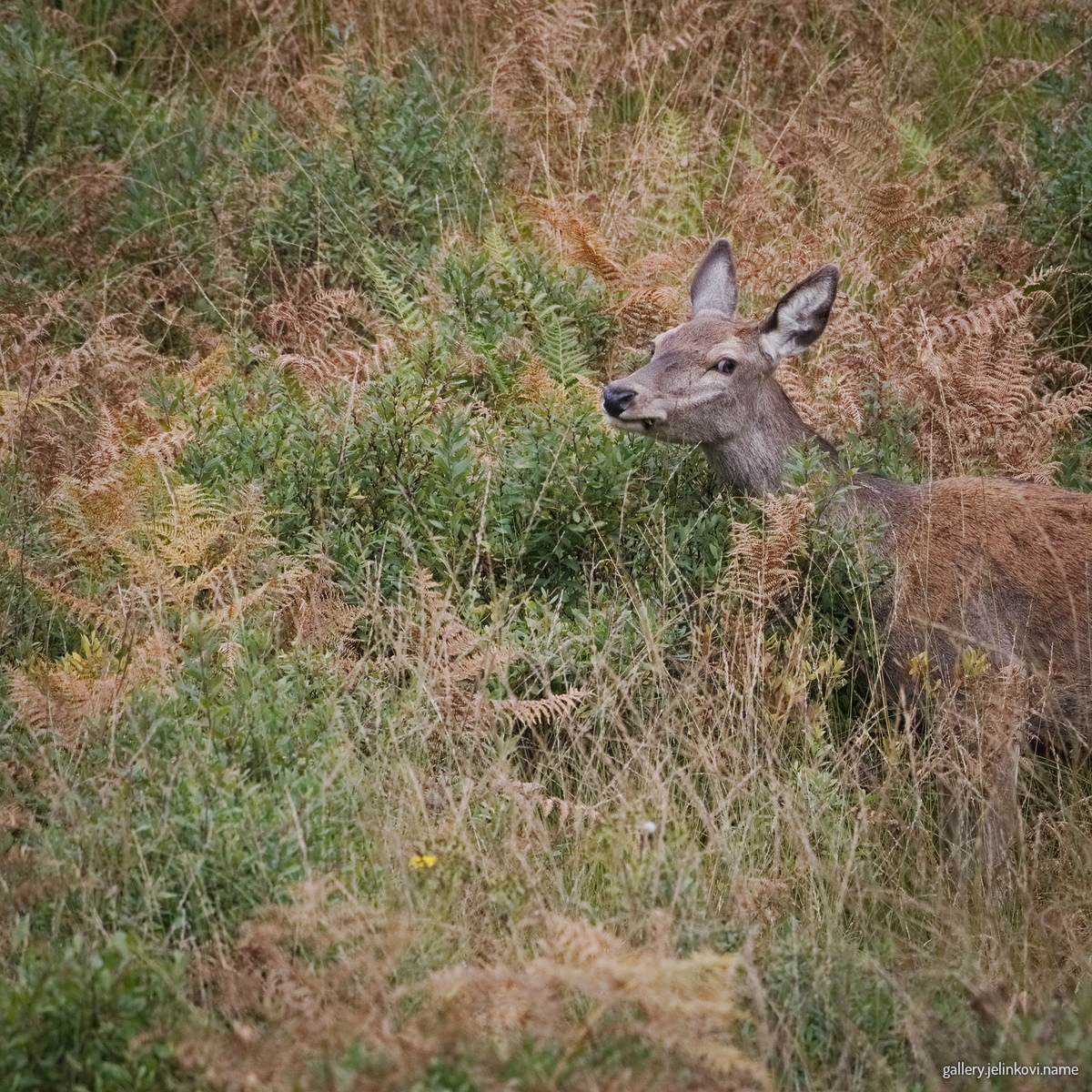 Red deer (Cervus elaphus)