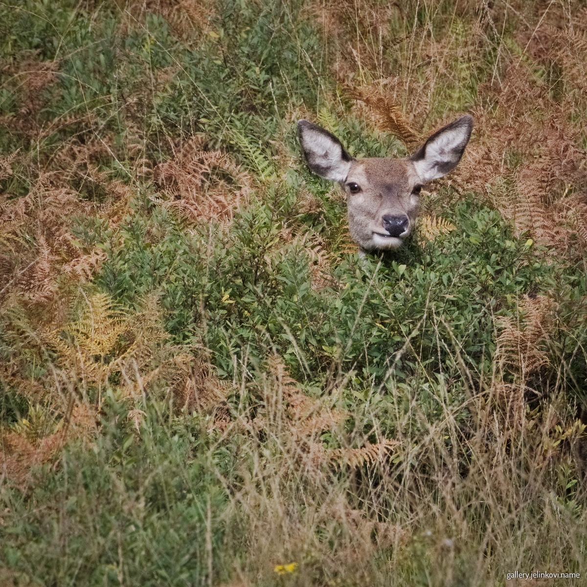Red deer (Cervus elaphus)