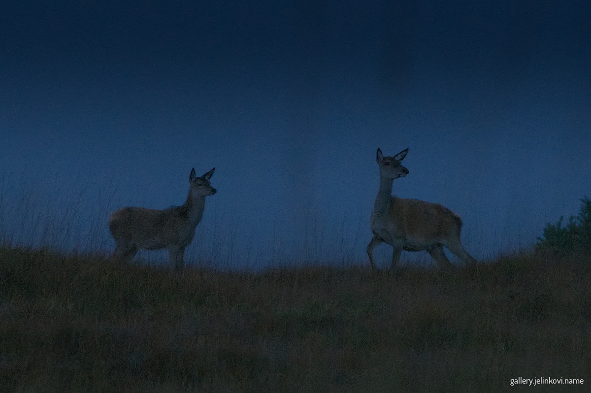 Red deer (Cervus elaphus) in night