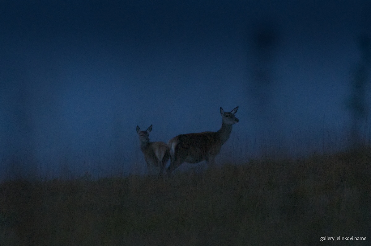 Red deer (Cervus elaphus) in night