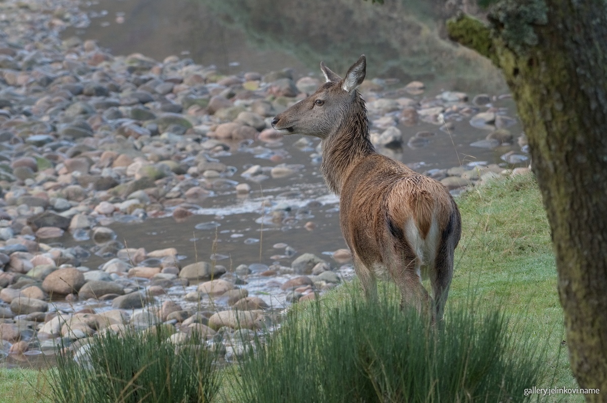 Red deer (Cervus elaphus)