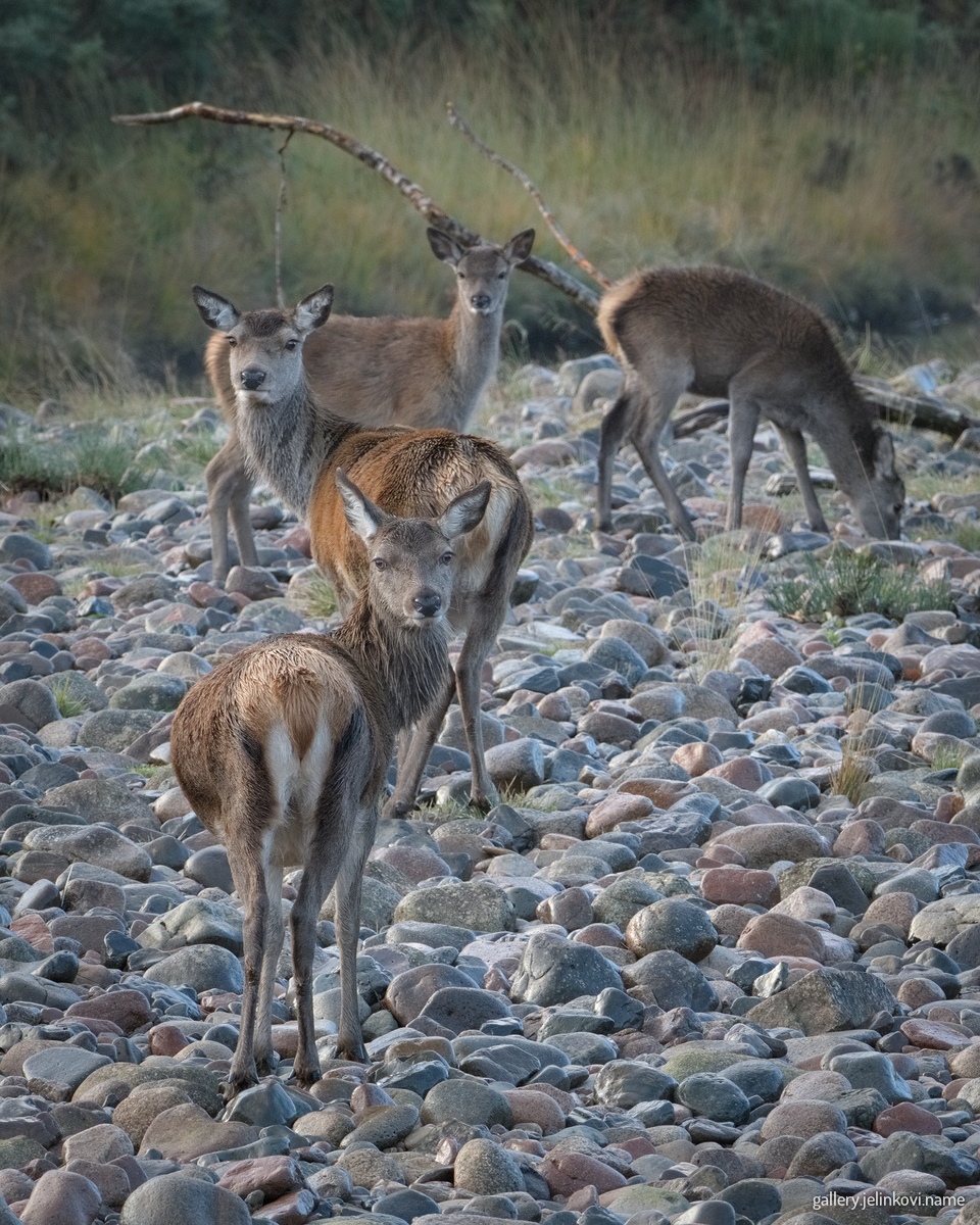 Red deer (Cervus elaphus)