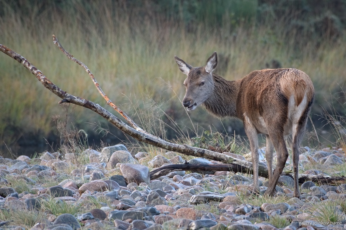 Red deer (Cervus elaphus)