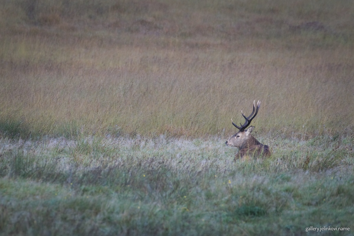 Red deer (Cervus elaphus)