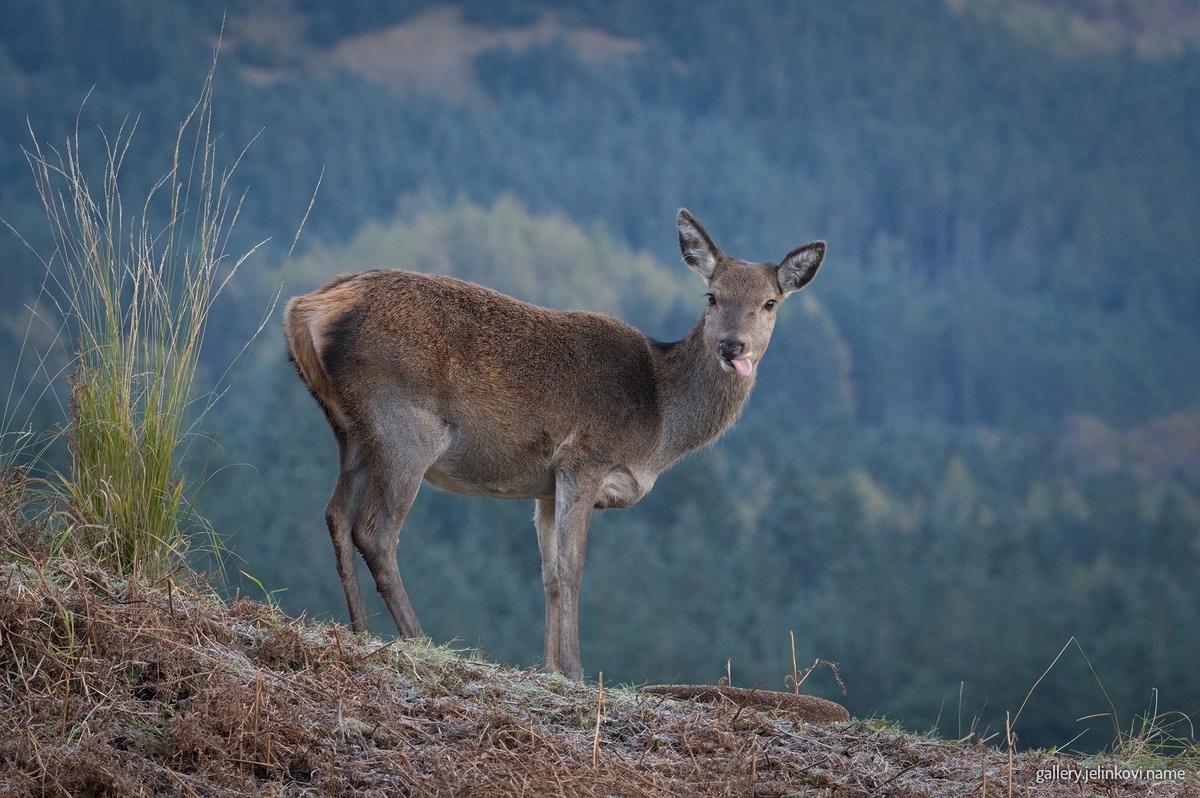 Red deer, Glen Etive