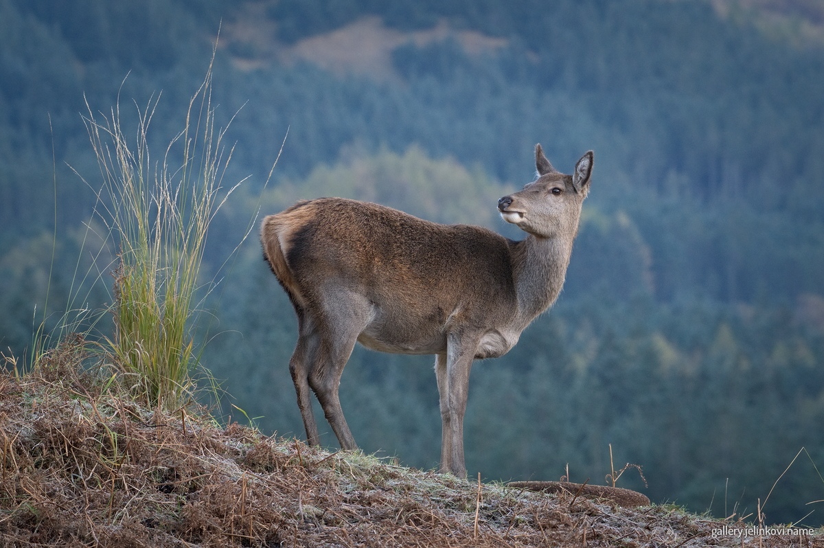Red deer, Glen Etive