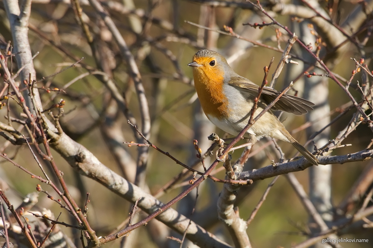 European robin