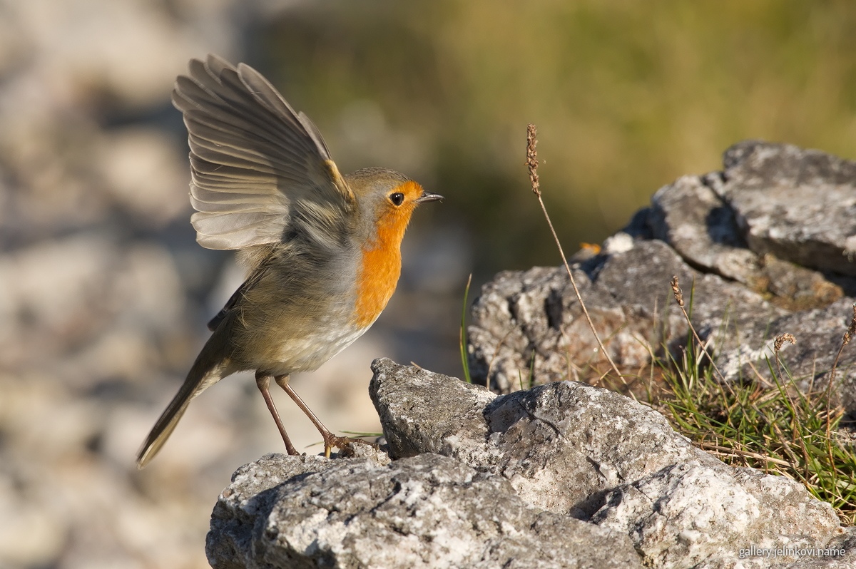 European robin